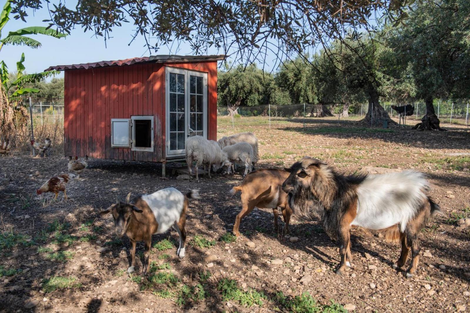 Il Vecchio Frantoio Villa Augusta Exteriör bild
